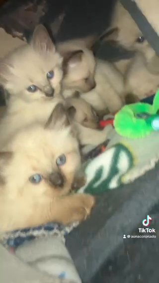 Siamese Kittens in Beaver Dam, Wisconsin