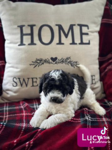 Mini Bernedoodles in Lancaster, Pennsylvania