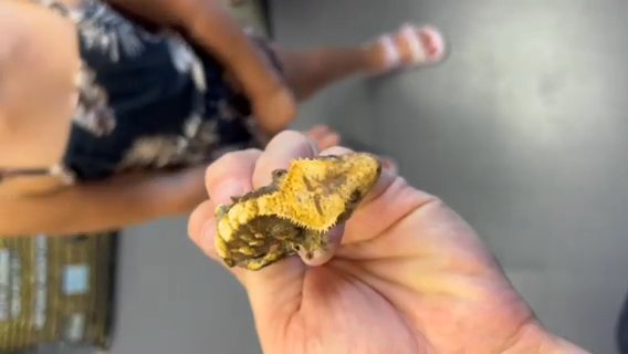 Crested Geckos, Juvenile’s & Babies in Mount Pleasant, Michigan