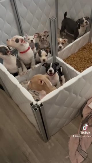 Beautiful Pups in St. Cloud, Florida