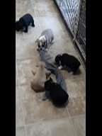 French bulldog puppies in Ocala, Florida