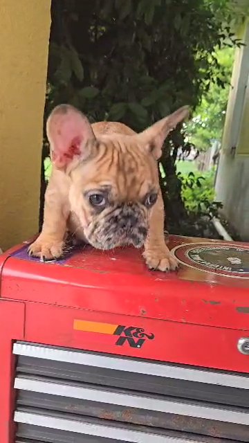 French bulldog in Zephyrhills, Florida