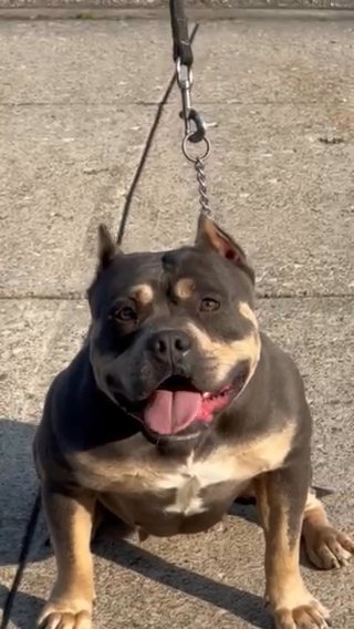 **Adorable American Pocket Bully for Sale** in Cleveland, Ohio