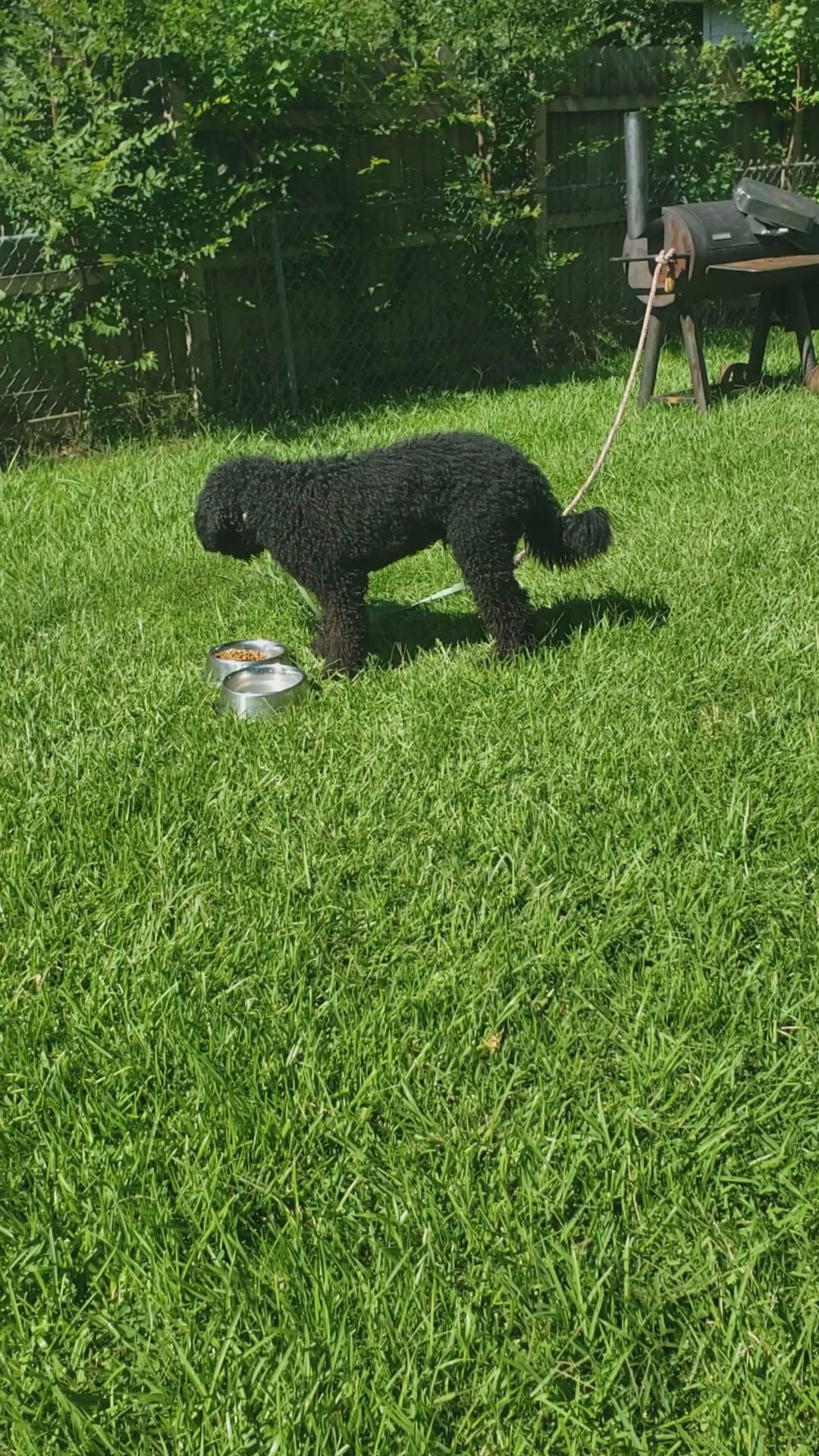 8 month male Labradoodle in Baton Rouge, Louisiana