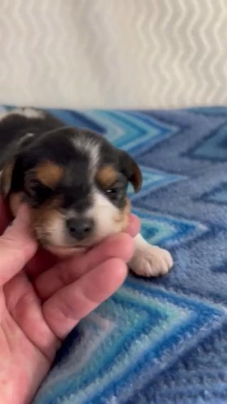 Akc Traditional Parti yorkie, Charting 5 And 1/2 Lbs. Lexington nC in Lexington, North Carolina