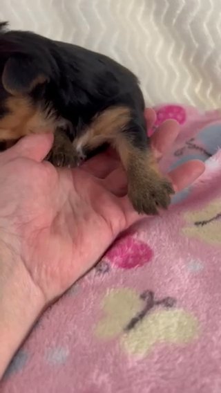 Akc Traditional female, Charting 5 Lbs in Lexington, North Carolina
