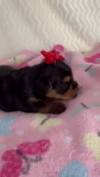 AKCFemale Yorkie in Lexington, North Carolina
