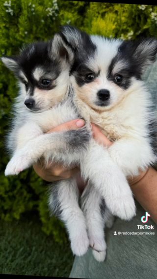 Reeses and Oreo in Los Angeles, California