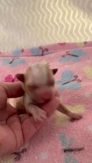 AKC Blond Yorkshire Terrier Female in Lexington, North Carolina