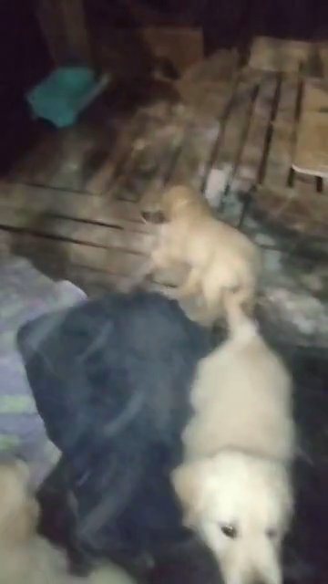 AKC Golden Retriever in Richmond, Virginia