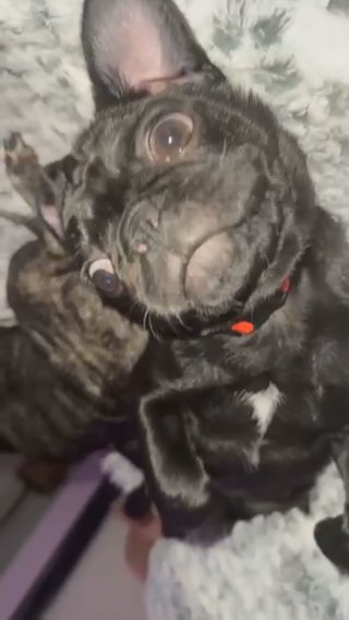 Bugz The Pug in Flint, Michigan
