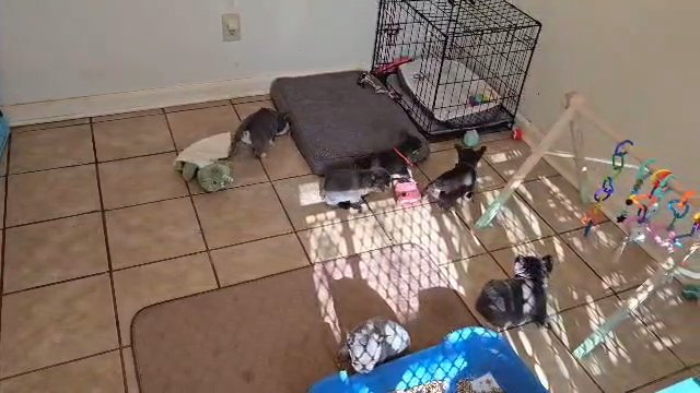 French bulldog Puppies in Houston, Texas