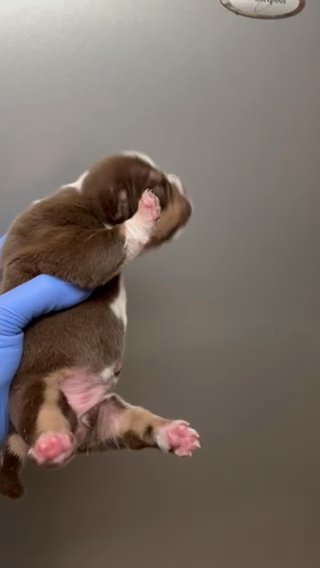 Chocolate Tri Female With possible tick marks in Phoenix, Arizona