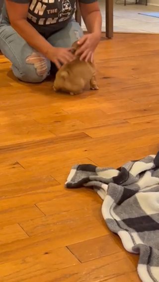 AKC Red Fawn Female French Bulldog in Troy, Alabama