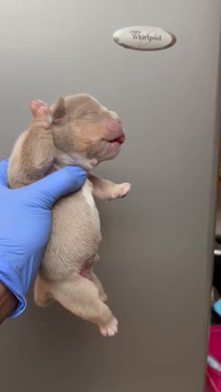 Lilac, Micro, American Bully Male in Phoenix, Arizona