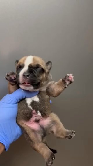 Sable Micro, American Bully Male in Phoenix, Arizona