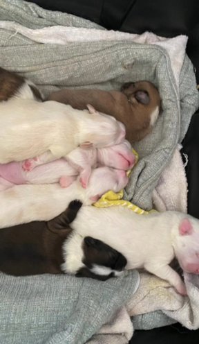 Ghost 11 Week Old Male Shih -Mo Puppy in Queens, New York