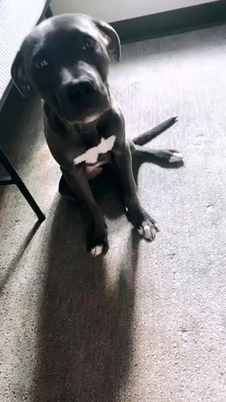 DeeBo in Madison, Wisconsin