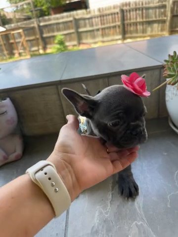 AKC blue w white cheat in San Antonio, Texas