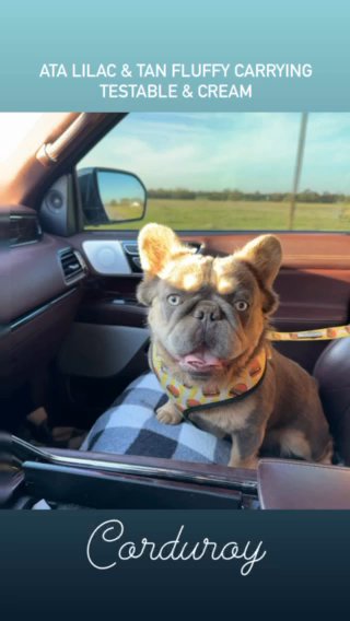 Corduroy in Bryan, Texas