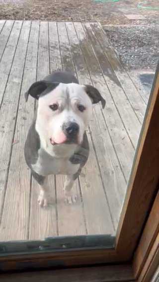 Hondo The American Bully in Richmond, Virginia