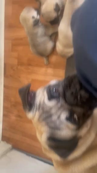 Pugs in Los Angeles, California