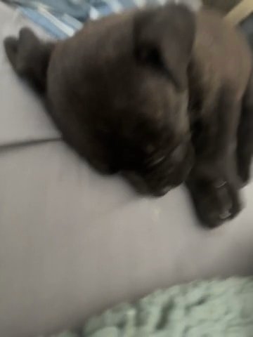 New Puppy in Phoenix, Arizona
