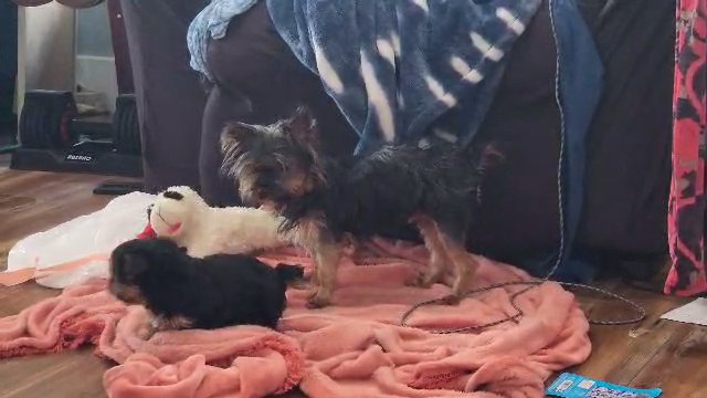 Chloe 3 year old female yorkie in McKinney, Texas