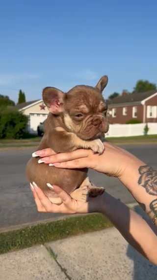 Rojo Tri Male Possibly Carrying Fluffy in Bethlehem, Pennsylvania