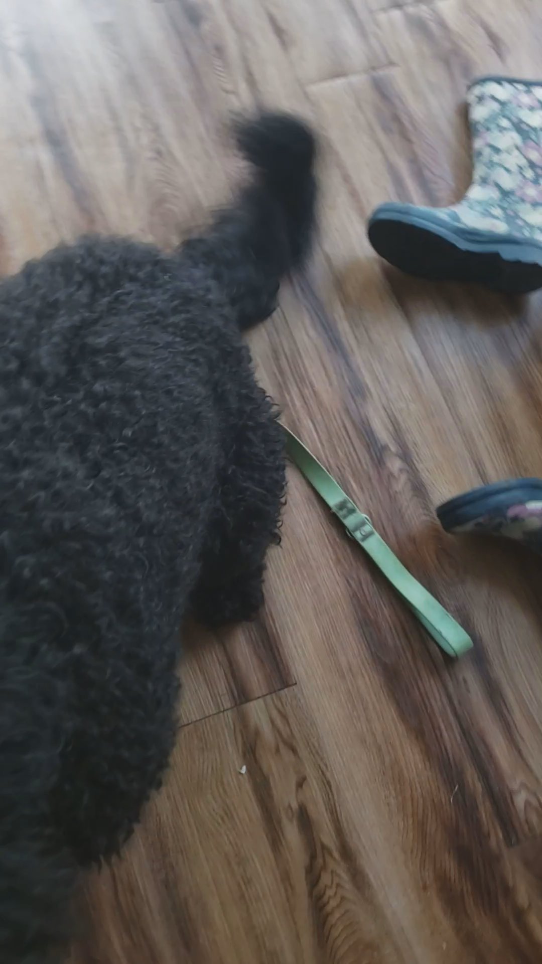 Labradoodle in Baton Rouge, Louisiana