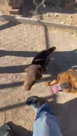 doberman ( 5 weeks old ) in Victorville, California