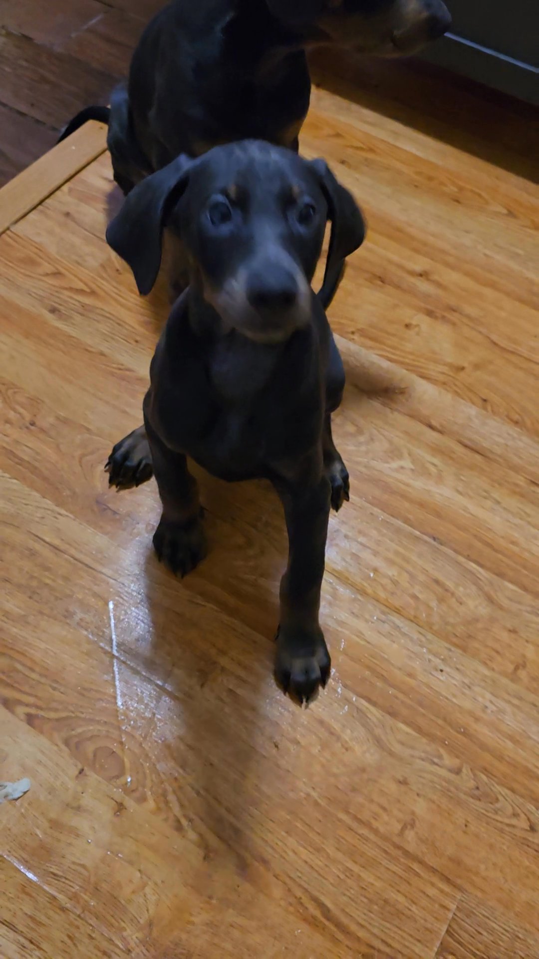 Female Doberman (Athena) in Dallas, Texas