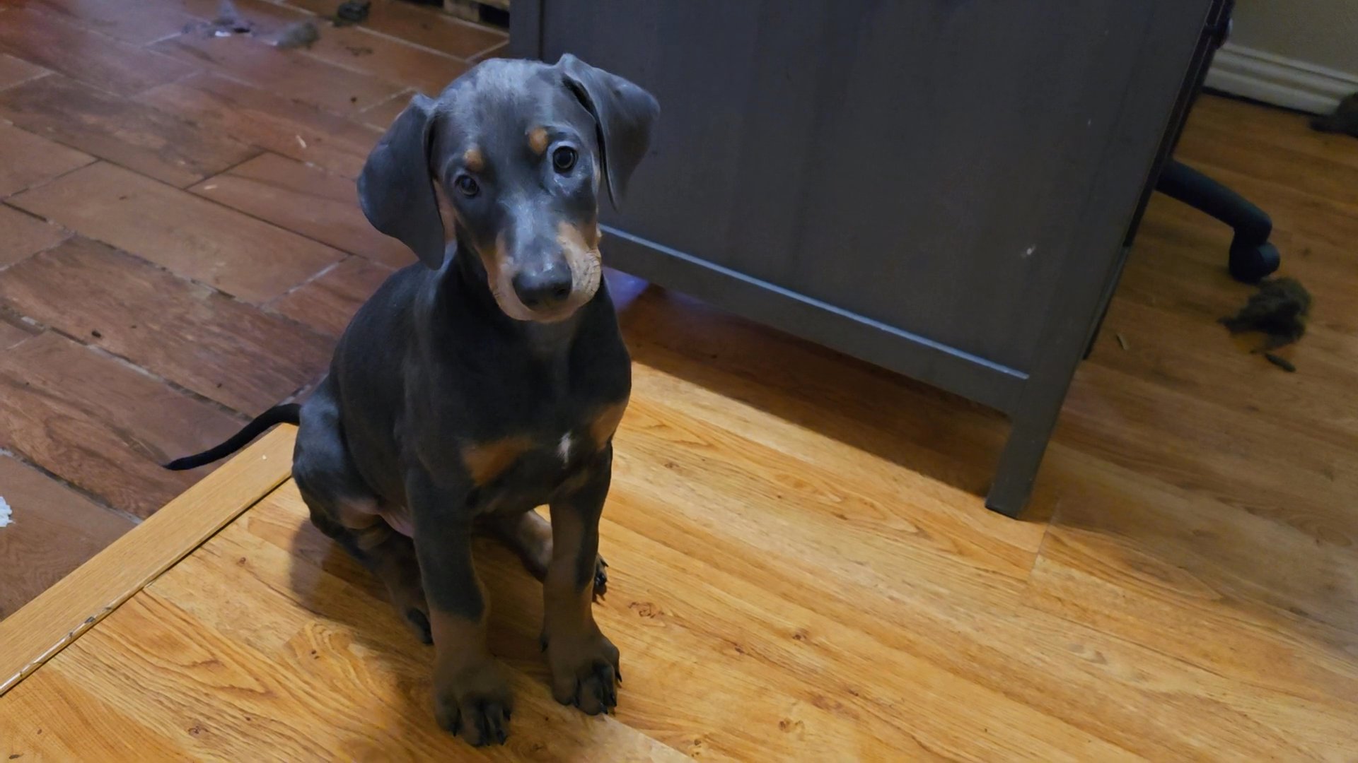 female Doberman in Dallas, Texas