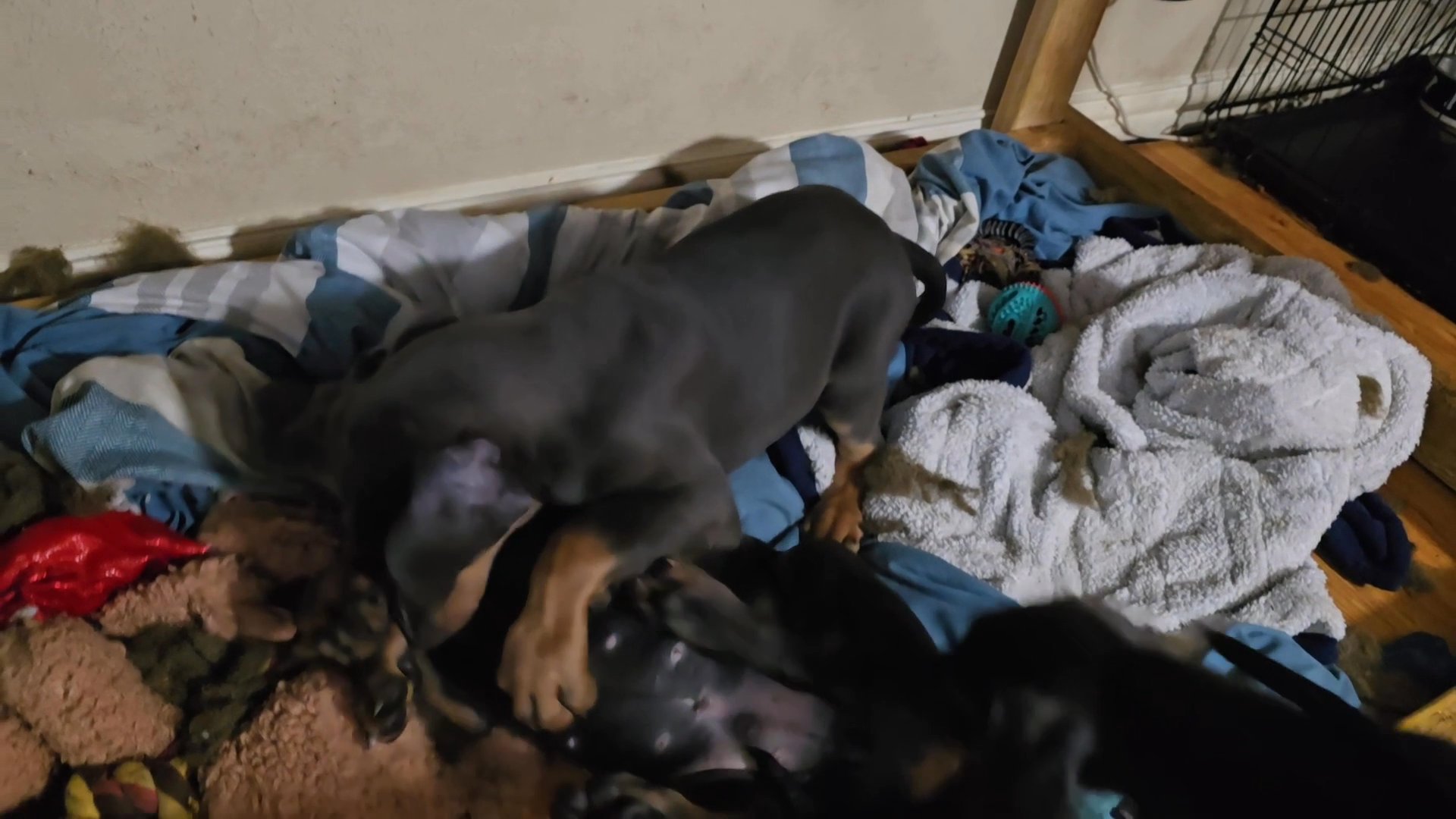 Doberman boys playing in Dallas, Texas
