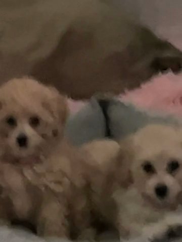 Toy Poodle in Atlanta, Georgia
