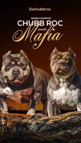 American Bully Puppies COMING SOON‼️ in Pensacola, Florida