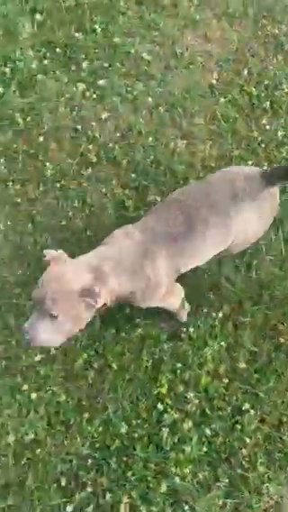American Bully in Nashville, Tennessee