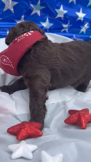 Standard Chocolate Merle Goldendoodle in Searcy, Arkansas
