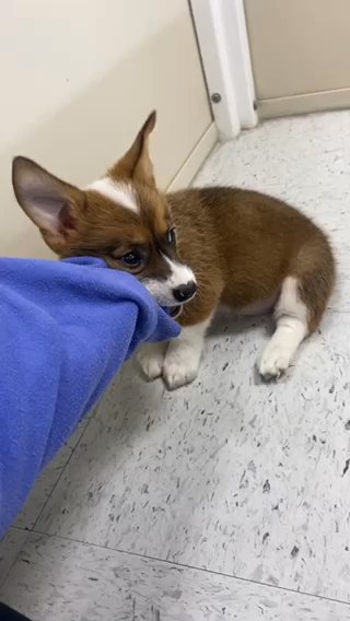 Corgi in Charlotte, North Carolina