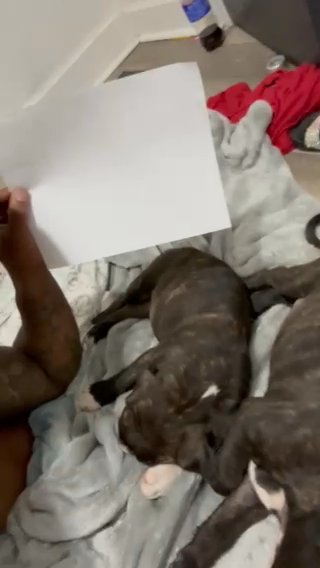 Cane Corso AmericanBully Puppies in Colorado Springs, Colorado