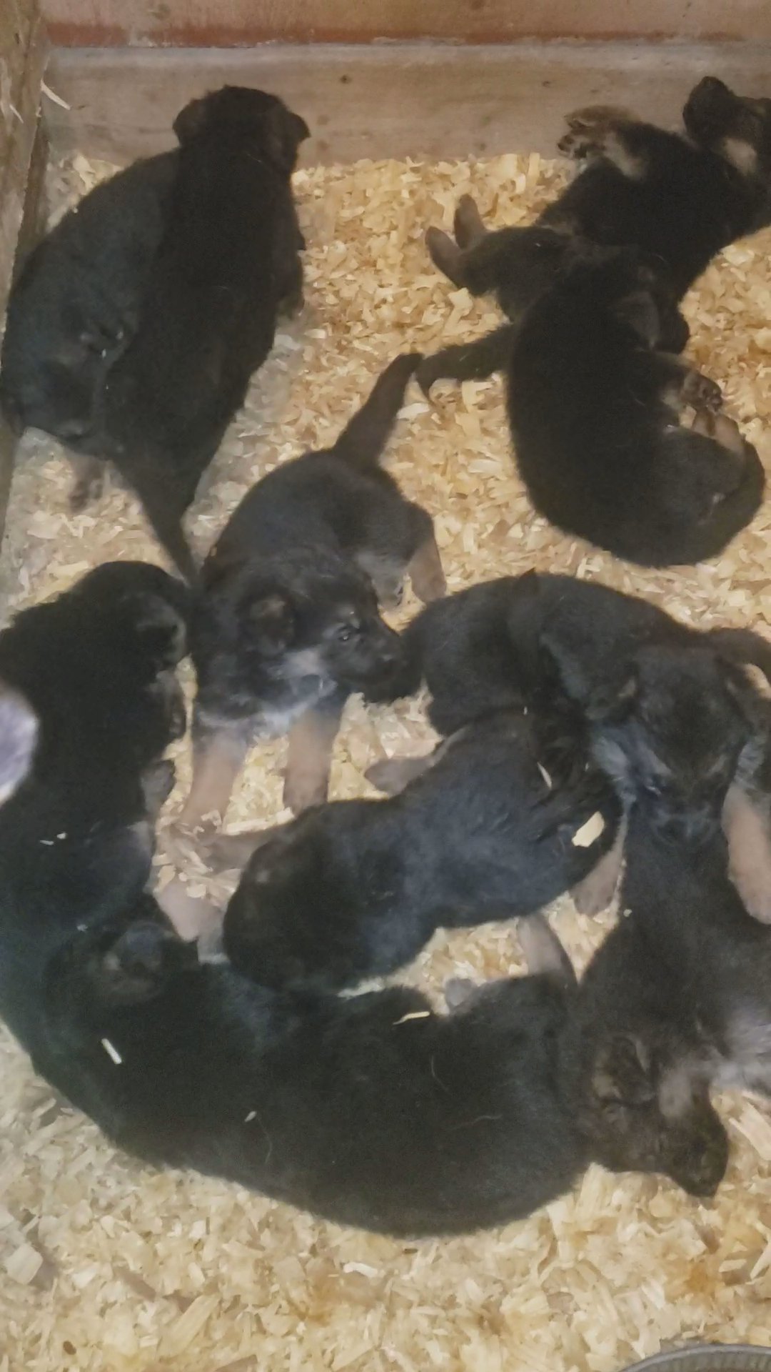 male German shepherd akc (Artemis gray) in Grand Island, Nebraska