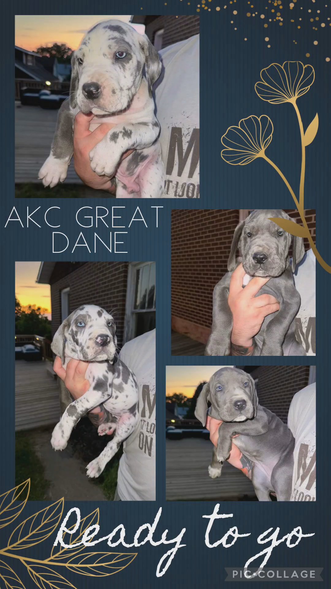 AKC Great Dane in Salisbury, Maryland