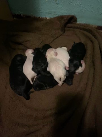 AKC Standard Poodle Puppies in Lubbock, Texas
