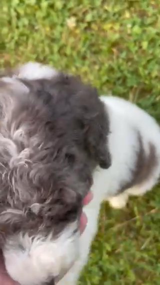 White merle in Huntington, West Virginia