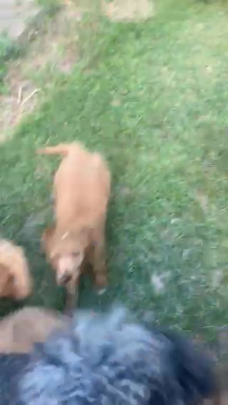 Goldendoodles in Houston, Texas