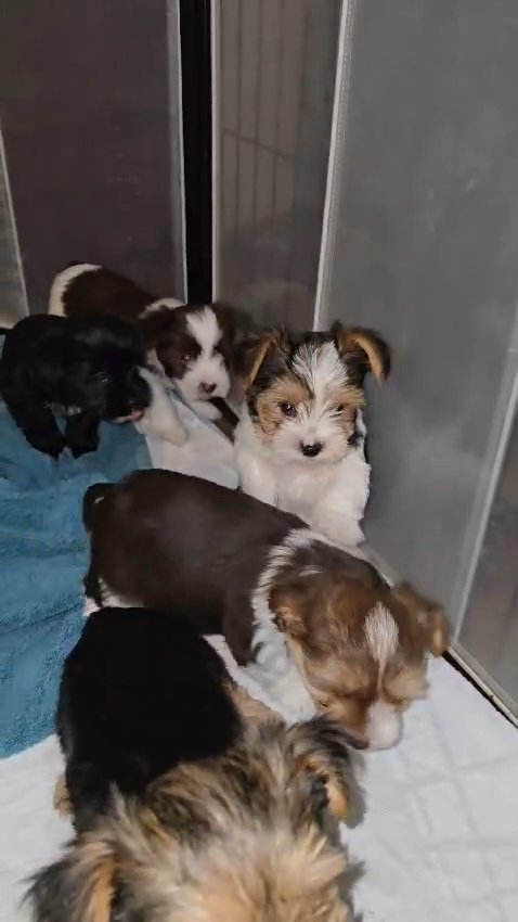 Yorkies in Columbus, Georgia