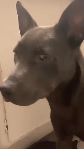 She Is Only 4 1/2 Months Old in North Las Vegas, Nevada