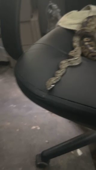 Ball Python in St. Cloud, Minnesota