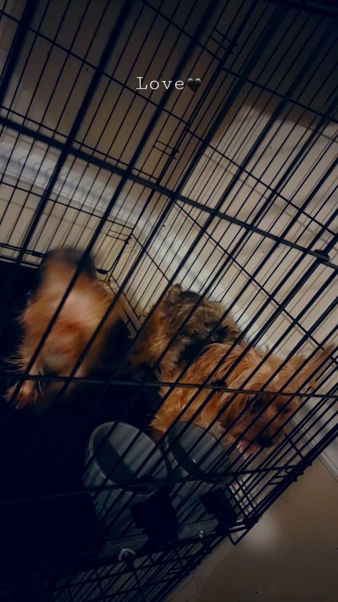 Yorkie stud small male in North Augusta, South Carolina