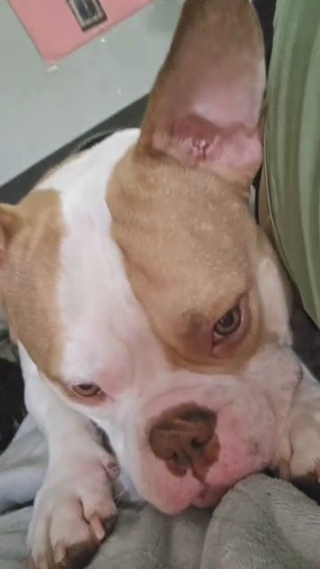 American Bully in Denver, Colorado